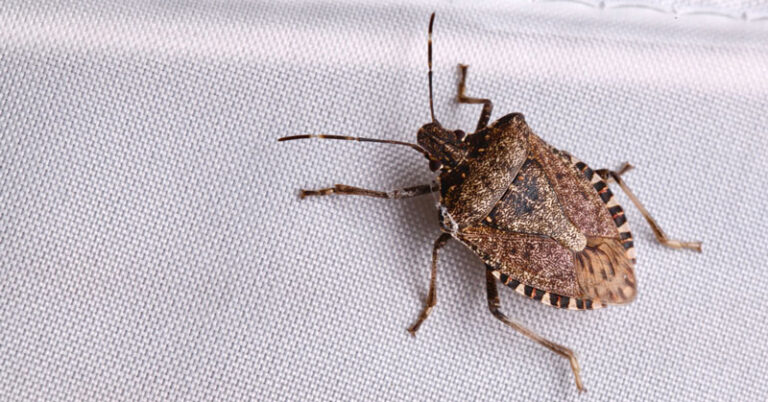 Come liberarsi dalle cimici in casa come-eliminare-cimici-in-casa