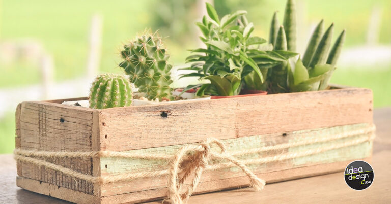 Cactus: un pianta grassa facile da coltivare in casa e molto decorativa! 20 idee idee per decorare casa con cactus.