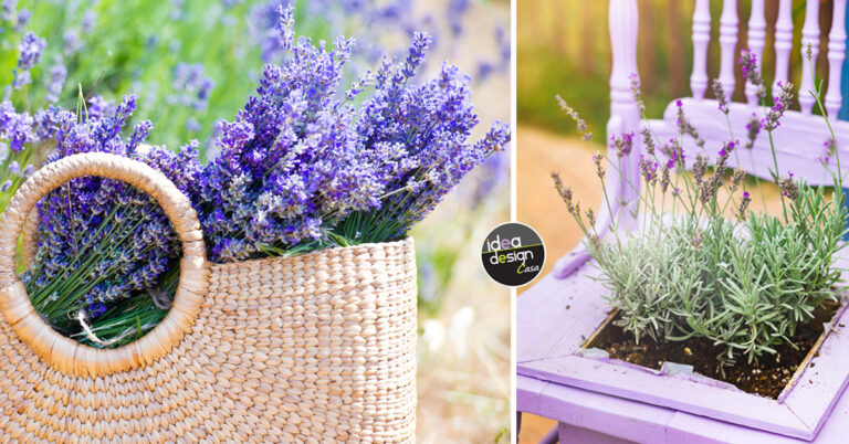 Lavanda: la pianta per decorare e profumare casa! 13 ispirazioni Lavanda, pianta, oli essenziali e idee per decorare casa.