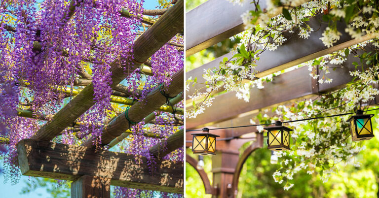 piante-rampicanti-pergolato