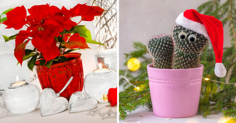 Le piante per decorare casa a Natale: ecco le più belle idee Piante natalizie.