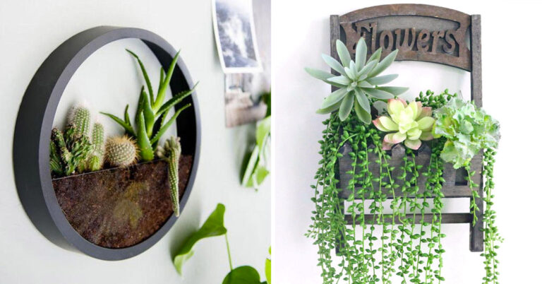 Come decorare le pareti di casa con le piantine grasse: 11 idee originali decorare le pareti di casa con le piantine grasse