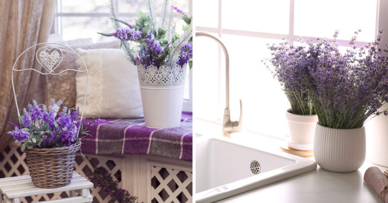 Pianta di lavanda in vaso: coltivazione e idee per un tocco di viola glamour in casa Pianta di lavanda in vaso