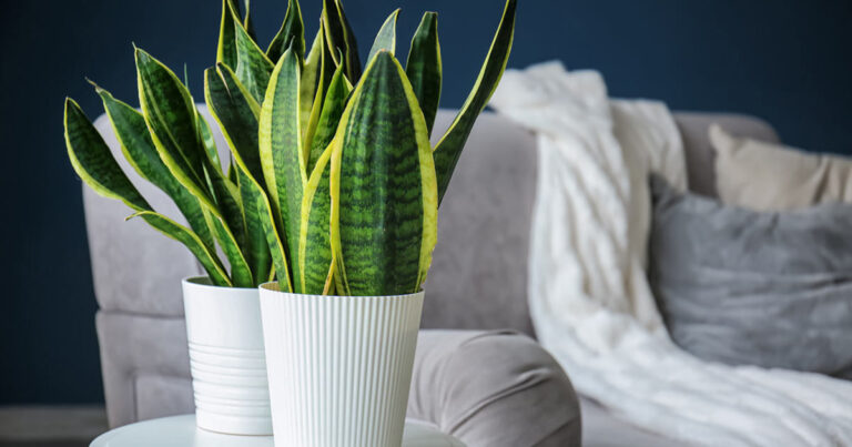 Piante assorbi umidità: 6 piante da interno che depurano l'aria di casa piante-assorbi-umidità