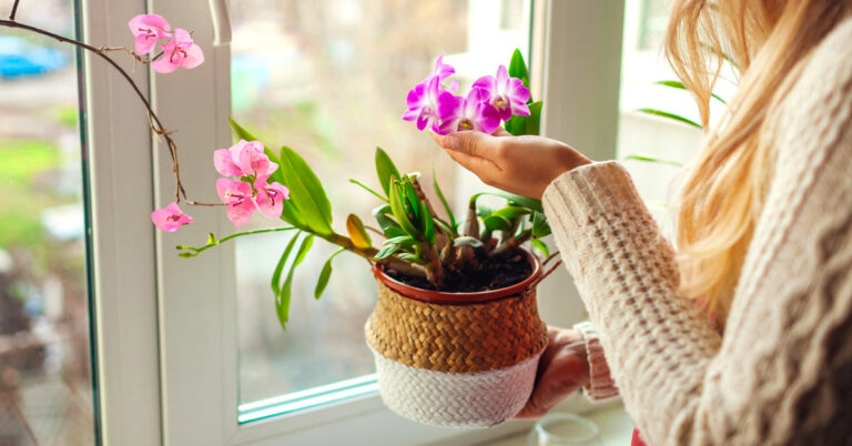 5 piante che assorbono umidità da tenere in casa: nomi e foto piante che assorbono umidità da tenere in casa