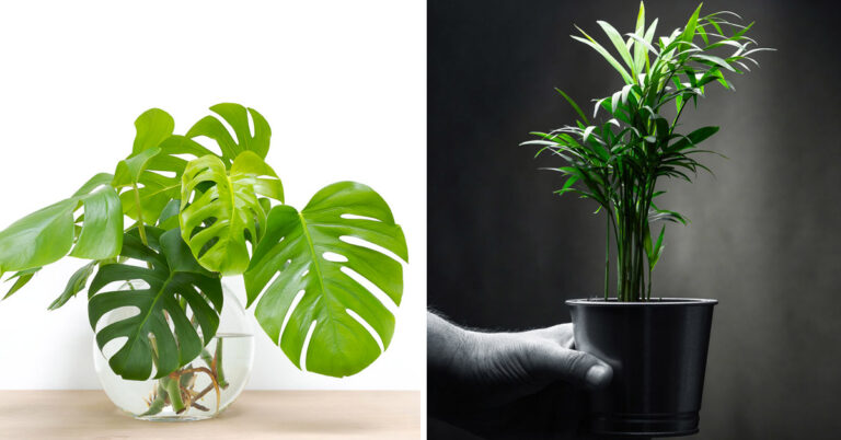 Piante da interno: 10 varietà che richiedono poca luce e facili da curare piante da interno che richiedono poca luce