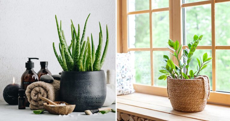 Piante grasse: 10 varietà da coltivare e curare facilmente in casa piante-grasse