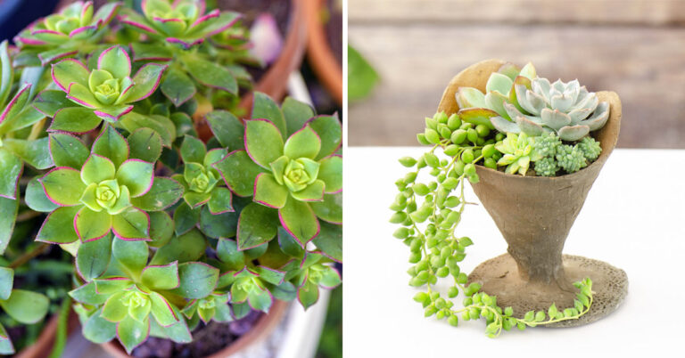 Piante grasse da interno: 10 varietà da coltivare facilmente in casa Piante grasse da interno