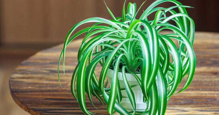 Il Clorofito, una pianta anti inquinamento da coltivare facilmente in casa clorofito pianta anti inquinamento