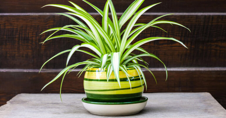 Clorofito: una pianta da interno anti inquinamento bella e facile da curare Clorofito