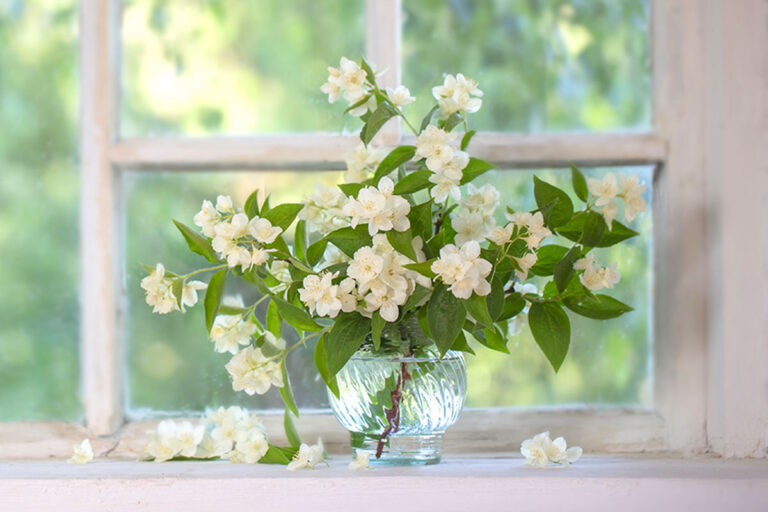 Ecco come avere casa sempre profumata con queste 3 piante: ispiratevi profumare casa con le piante.