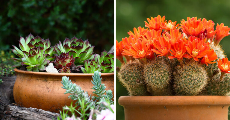 Le piante grasse da esterno per un giardino da favola piante grasse da esterno