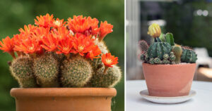 piante-grasse-da-esterno