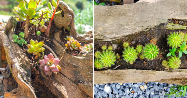 Legno e piantine grasse: 9 ispirazioni per una decorazione incantevole Legno e piantine grasse