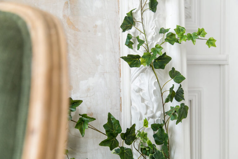 Una pianta rampicante da interno: nomi e idee per un tocco verde originale in casa pianta rampicante