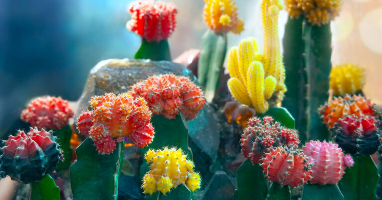 5 piante grasse rare e particolari per abbellire casa piante-grasse-rare