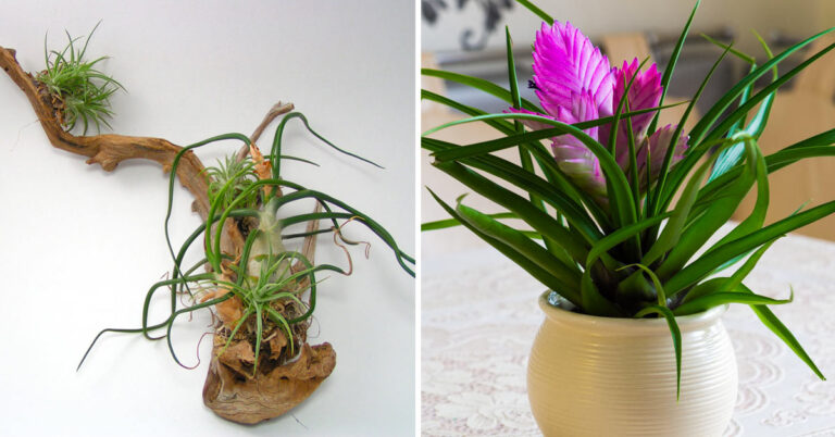 Alla scoperta di questa misteriosa pianta ornamentale che vive senza acqua né terra Tillandsia pianta.