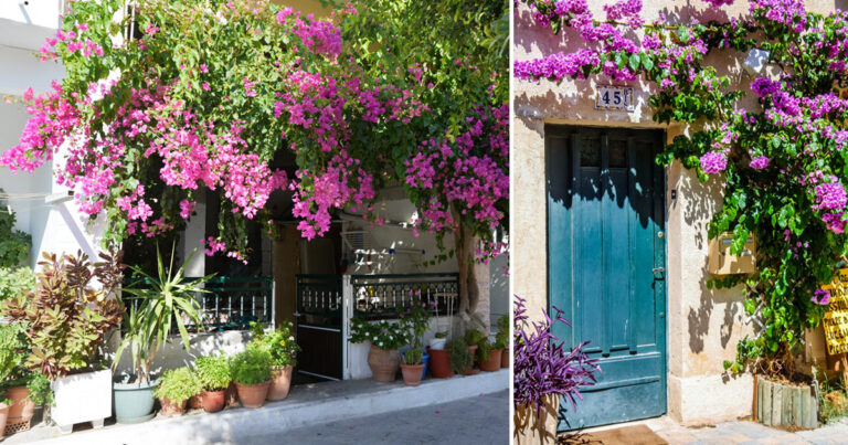 bouganville-ingresso