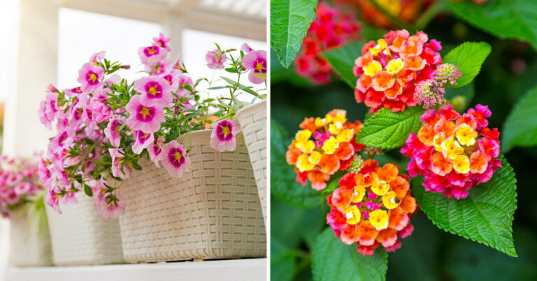 Fiori da balcone resistenti al sole: eccone 9 bellissimi per un esterno colorato e profumato Fiori da coltivare in pieno sole.