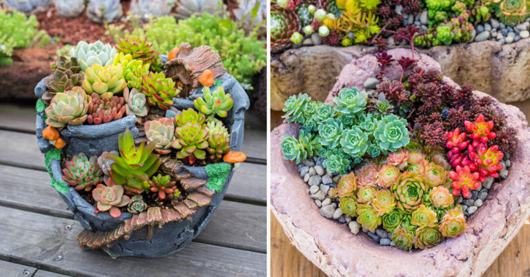 Creatività con le piantine grasse: 9 idee bellissime per ispirarsi Creatività con le piantine grasse.