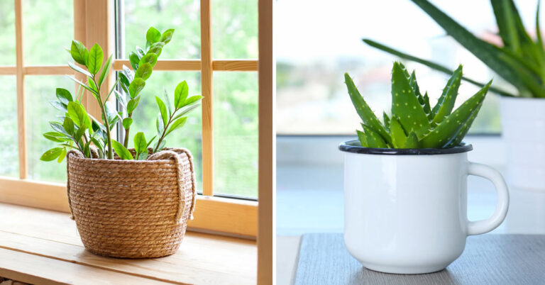 5 magnifiche piante da interno facili da curare che devono essere innaffiate poco piante da interno poca acqua