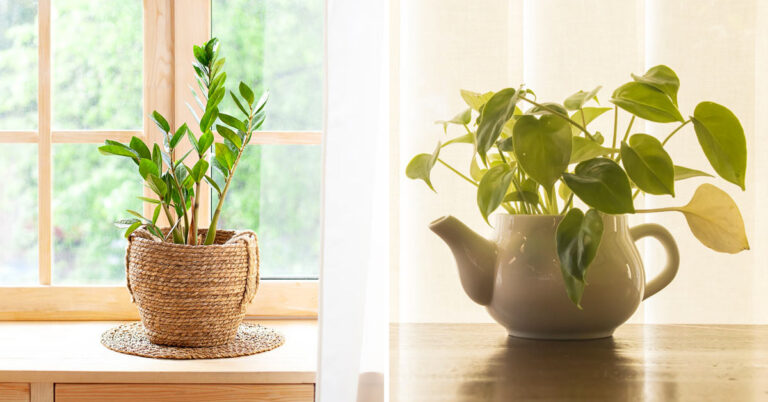 Ecco 5 piante da appartamento che richiedono poca acqua: ispiratevi Piante che richiedono poca acqua.