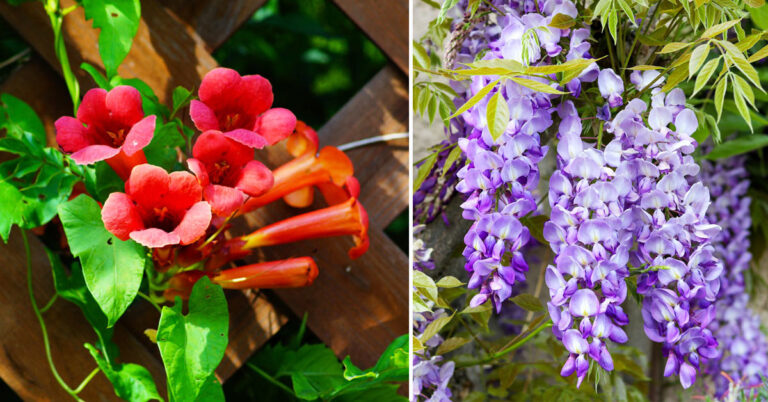 piante-rampicanti-con-fiori