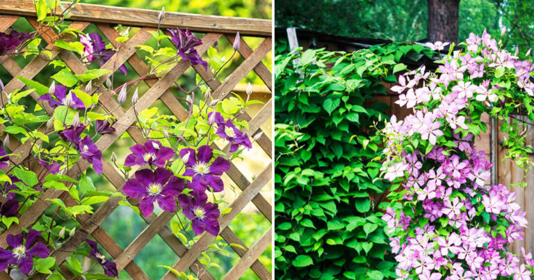 Clematis: la pianta rampicante poco conosciuta con splendidi fiori colorati clematis