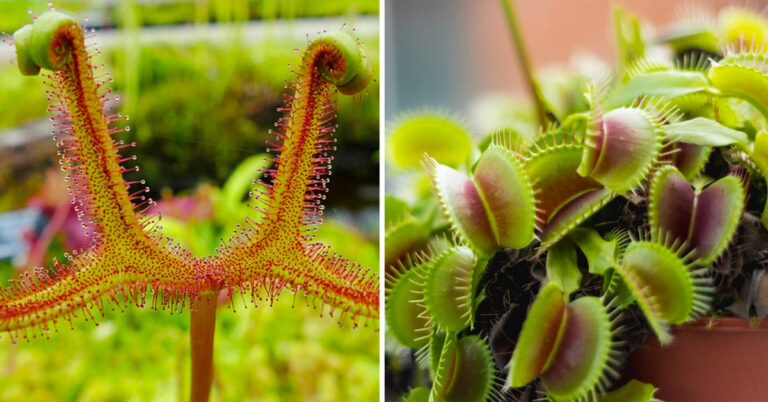Piante carnivore da interno: 4 varietà affascinanti per decorare casa piante carnivore