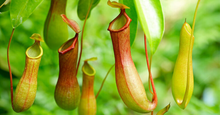 piante-carnivore-antizanzare