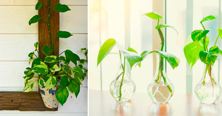 7 idee originali per arredare casa con il Pothos 7 idee per arredare casa in modo originale con il pothos