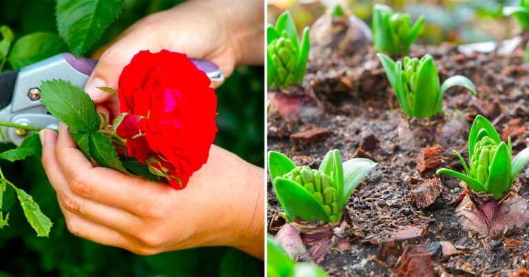 Sono questi i lavori da fare ad ottobre sul terrazzo, in giardino e nell'orto lavoretti da fare in ottobre