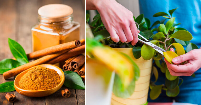 Per le talee di settembre scopriamo come preparare un ormone radicante fai da te naturale Come realizzare un ormone radicante fai da te