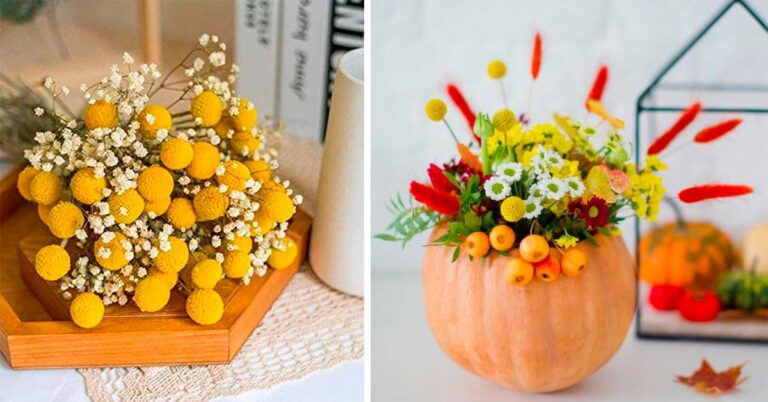 Per le composizioni floreali d'autunno vi presentiamo la Craspedia o Billy balls Crespidia fiore autunnale