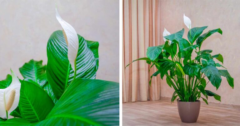 Lo spatifillo è la pianta da appartamento perfetta per la camera da letto: scopri perché spatifillo pianta per camera da letto