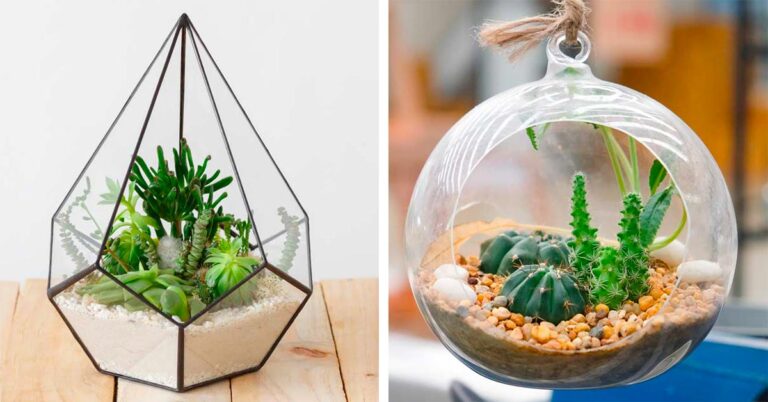 Il terrario di piante grasse è l'elemento chic che non può mancare nelle vostre case Ecco come realizzare n terraio per piante grasse