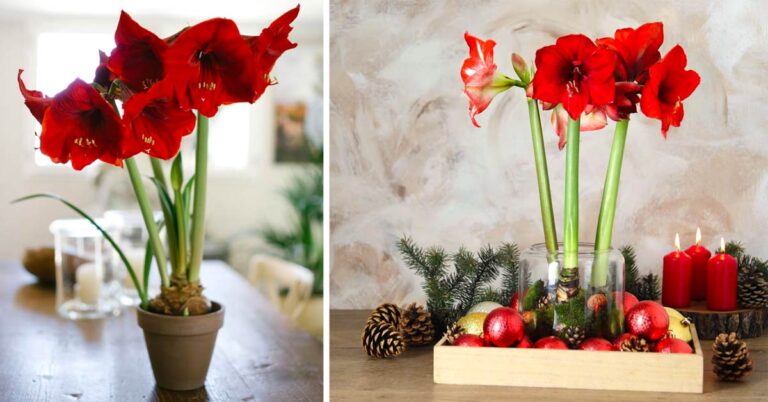 L'Amaryllis è un fiore straordinario per questa stagione e per rallegrare le case invernali Amaryllis fiore invernale, ideale per decorazioni natalizie.