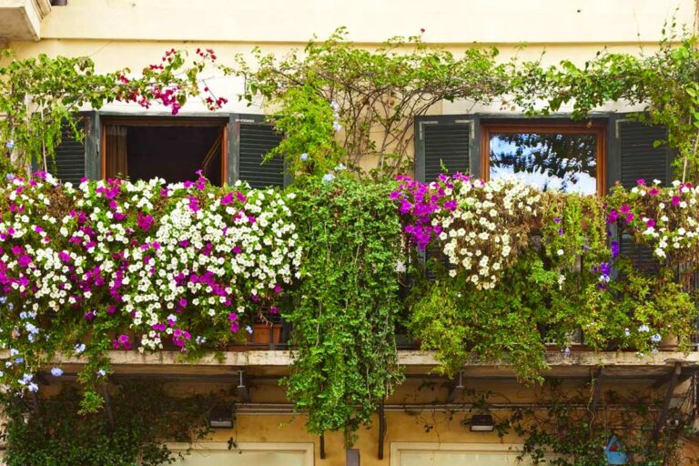 Con una buona disposizione dei vasi sul balcone o terrazzo, potremmo creare una buona schermatura proteggendosi dagli sguardi indiscreti Come disporre i vasi per creare una buona schermatura