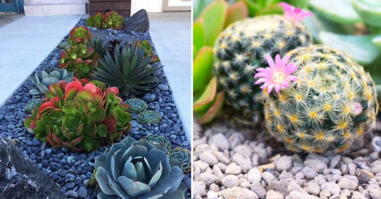 piante-grasse-tra-i-sassi