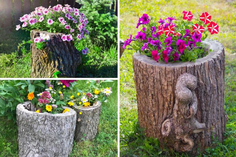 Il tronco di un albero abbattuto diventa una meravigliosa fioriera particolare in giardino: ispiratevi tronco di un albero abbattuto diventa una meravigliosa fioriera particolare in giardino
