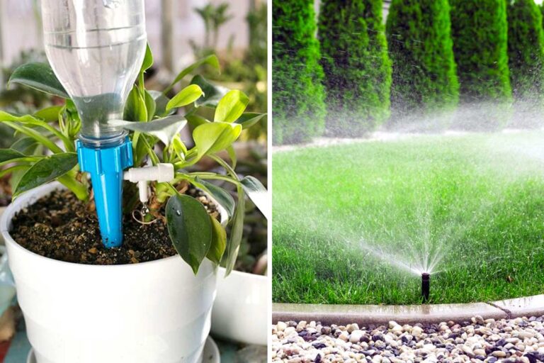 Come dare acqua alle piante quando si va in vacanza? Ecco 5 modi efficaci Come dare acqua alle piante quando si va in vacanza.