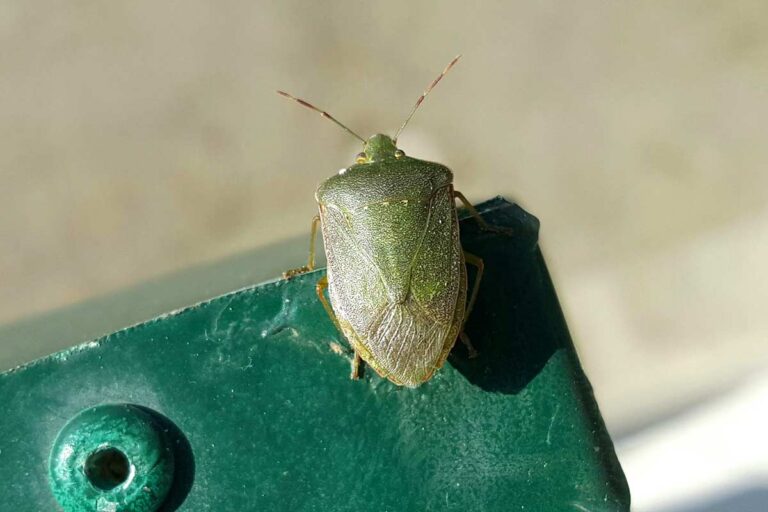 Come eliminare le cimici dal balcone: i rimedi naturali da conoscere Come eliminare le cimici dal balcone.