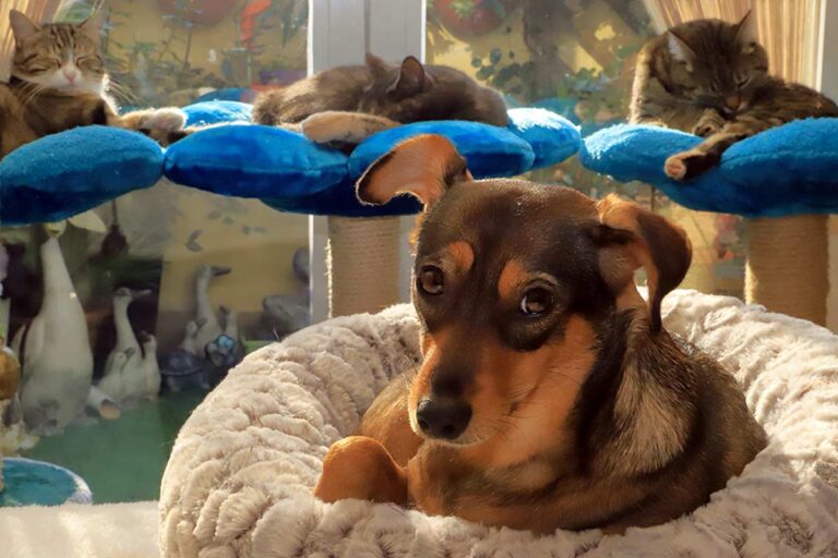 Come rimuovere i peli di cane e gatto in casa? Ecco qualche spunto efficace Come rimuovere i peli di cane e gatto.