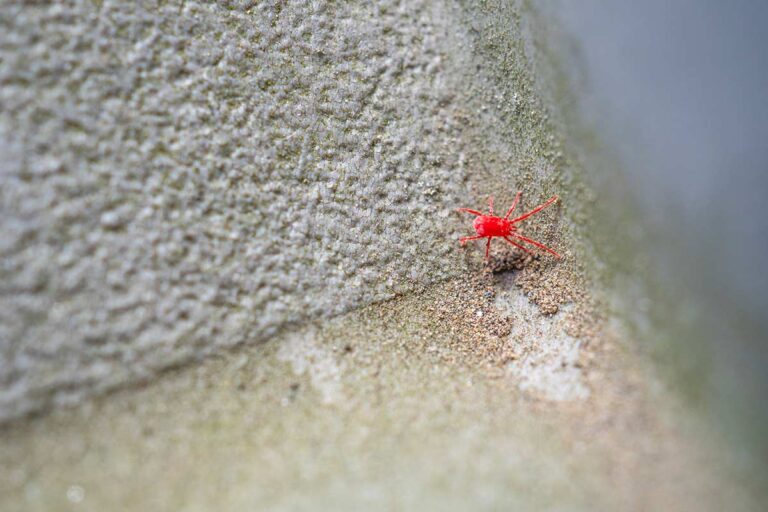 invasione-di-ragnetti-rossi-come-risolvere