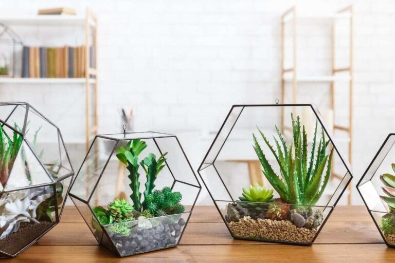 Come creare micro-giardini con piante grasse nei contenitori di vetro: spunti per ispirarvi e incantarvi Piante grasse nei contenitori di vetro.