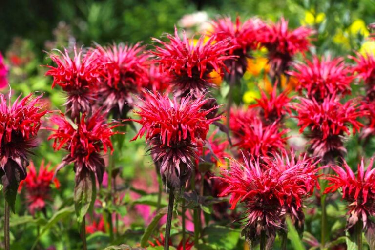 Quali sono le piante che allontanano le zanzare? Eccone 7 che vi aiuteranno Quali sono le piante che allontanano le zanzare.