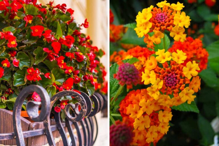 Un balcone fiorito in estate: ecco le piante da sole e da ombra Un balcone fiorito in estate, ecco le piante da sole e da ombra.