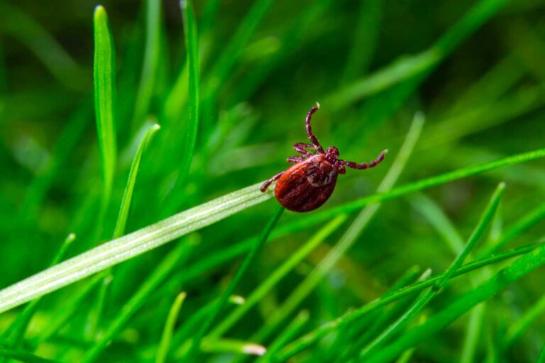 come-eliminare-le-zecche-in-giardino