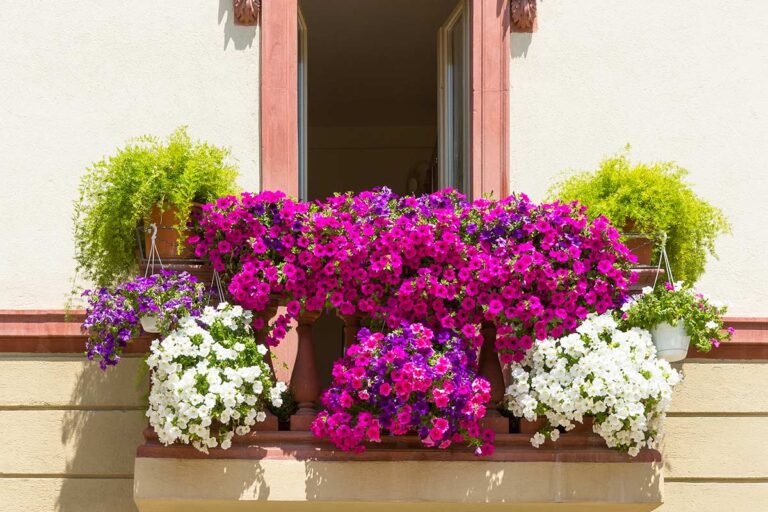 Colore estate 2022: ecco i fiori fucsia che faranno risplendere il vostro balcone fiori fucsia che faranno risplendere il balcone