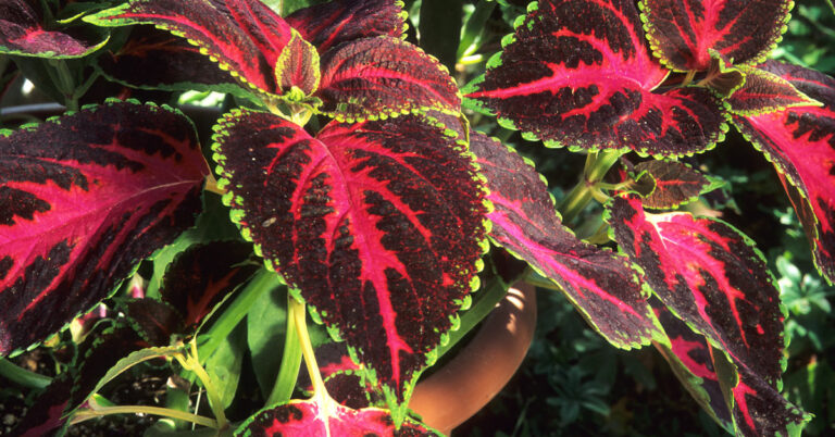 Questa pianta dalle foglie stupende è perfetta per abbellire interni e balconi: nome e foto coleus-arcobaleno